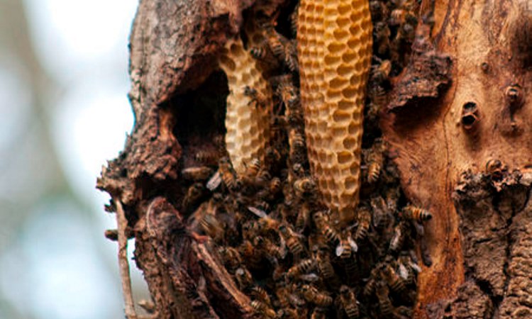 natural bee hive